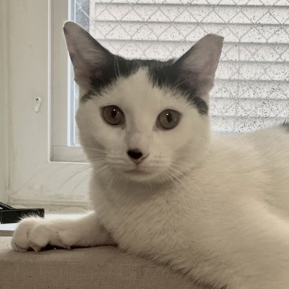adoptable Cat in Palatine, IL named Gaspar