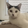adoptable Cat in , IL named Gaspar