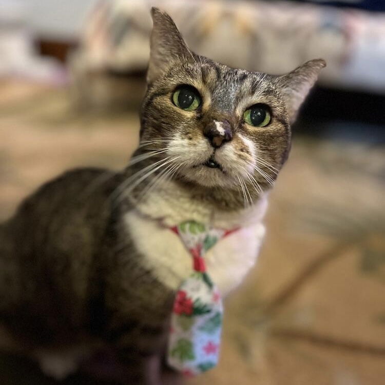 adoptable Cat in Palatine, IL named Pout
