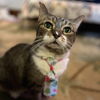 adoptable Cat in Palatine, IL named Pout