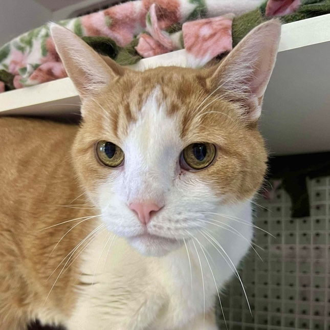adoptable Cat in Palatine, IL named Boogie