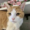 adoptable Cat in  named Boogie