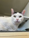 adoptable Cat in Palatine, IL named Shimmer (Pink)