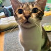 adoptable Cat in Palatine, IL named Samoa