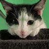 adoptable Cat in Palatine, IL named S
