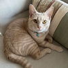 adoptable Cat in Palatine, IL named Jax