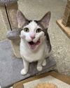 adoptable Cat in Palatine, IL named Maggie