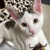 adoptable Cat in Palatine, IL named Lisa