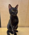 adoptable Cat in Palatine, IL named Nico (aka Sylvester)