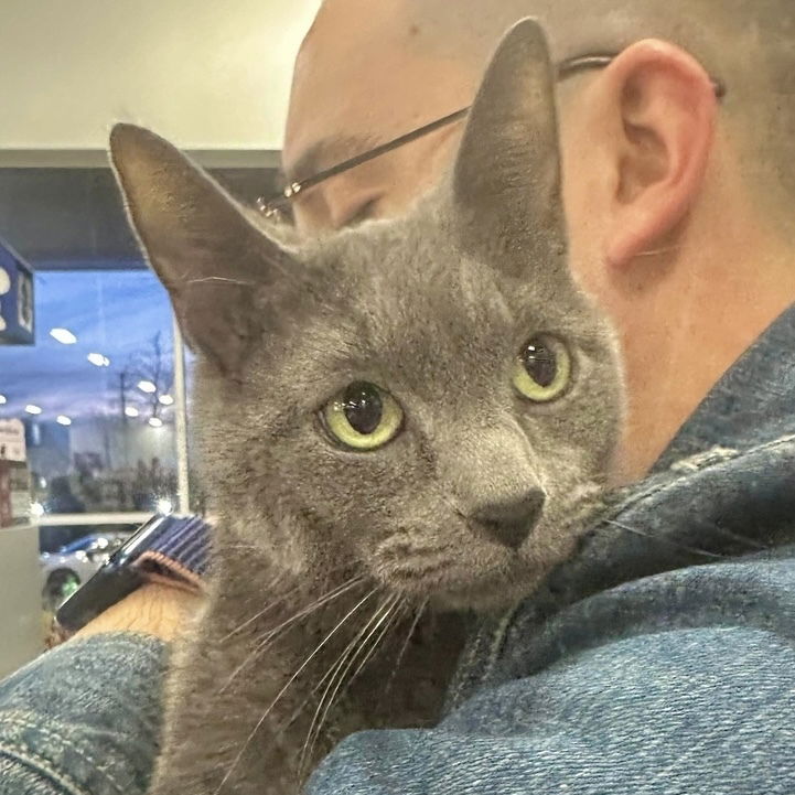 adoptable Cat in Palatine, IL named Sky