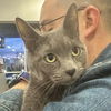 adoptable Cat in Palatine, IL named Sky