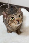 adoptable Cat in Palatine, IL named A Strawberry