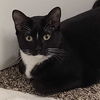 adoptable Cat in Palatine, IL named Hilo