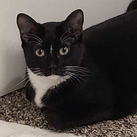 SELENA (AKA HILO) - Domestic Short Hair available for adoption