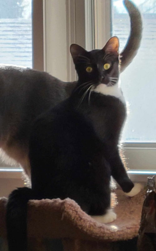 SELENA (AKA HILO) - Domestic Short Hair available for adoption