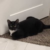 Selena (aka Hilo) - Photo 3