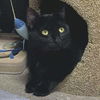 adoptable Cat in Palatine, IL named Rose