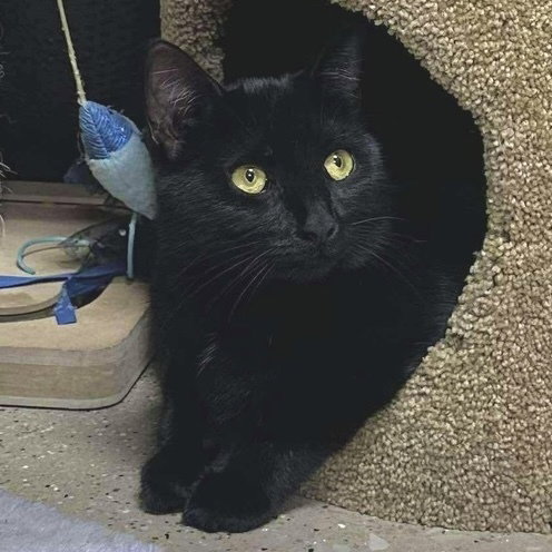 ROSE - Domestic Short Hair available for adoption