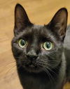 adoptable Cat in Palatine, IL named Nerine