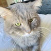adoptable Cat in Palatine, IL named Mackerel