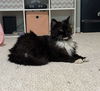 adoptable Cat in Palatine, IL named Madeline (aka Toupee)