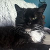 Madeline (aka Toupee) - Photo 1