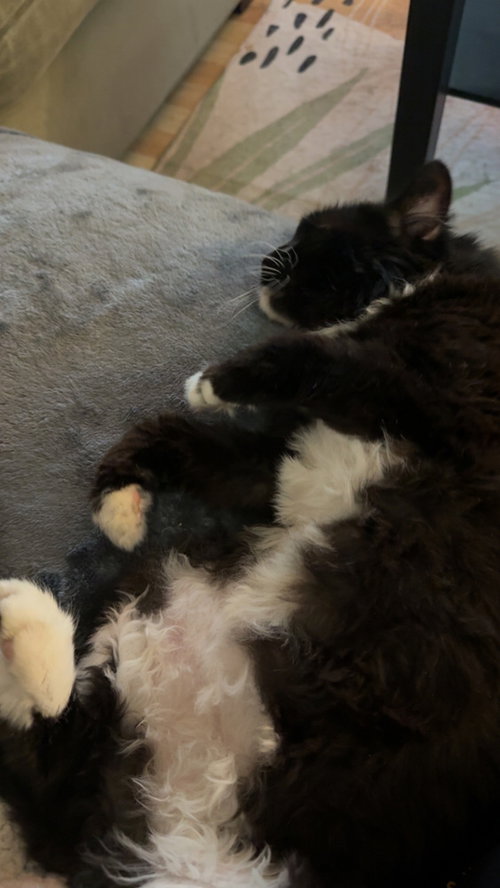 MADELINE (AKA TOUPEE) - Domestic Long Hair available for adoption
