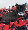 Madeline (aka Toupee) - Photo 4
