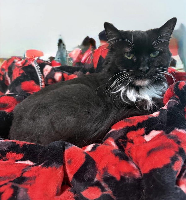 Madeline (aka Toupee)