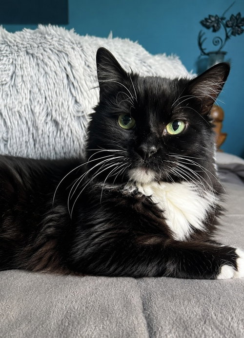 Madeline (aka Toupee)