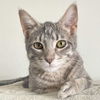 adoptable Cat in Palatine, IL named Sookie