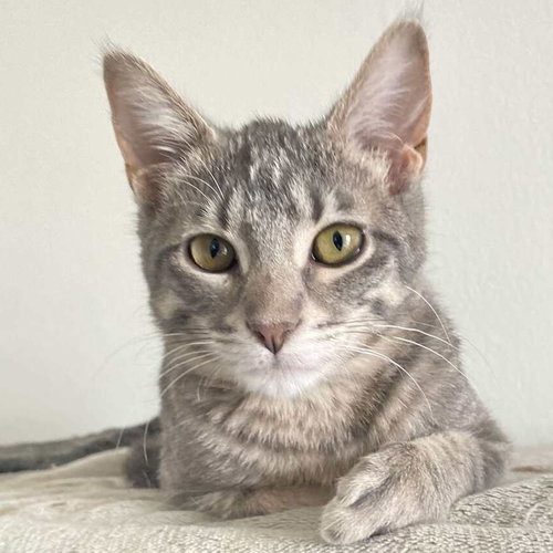 COCO (AKA SOOKIE) - Domestic Short Hair available for adoption