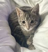 Coco (aka Sookie) - Photo 2