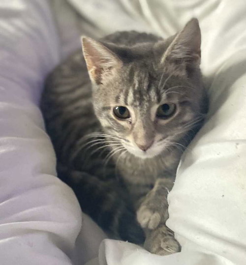 COCO (AKA SOOKIE) - Domestic Short Hair available for adoption