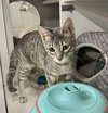 Coco (aka Sookie) - Photo 3