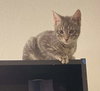 Coco (aka Sookie) - Photo 4