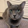 adoptable Cat in Palatine, IL named Rex
