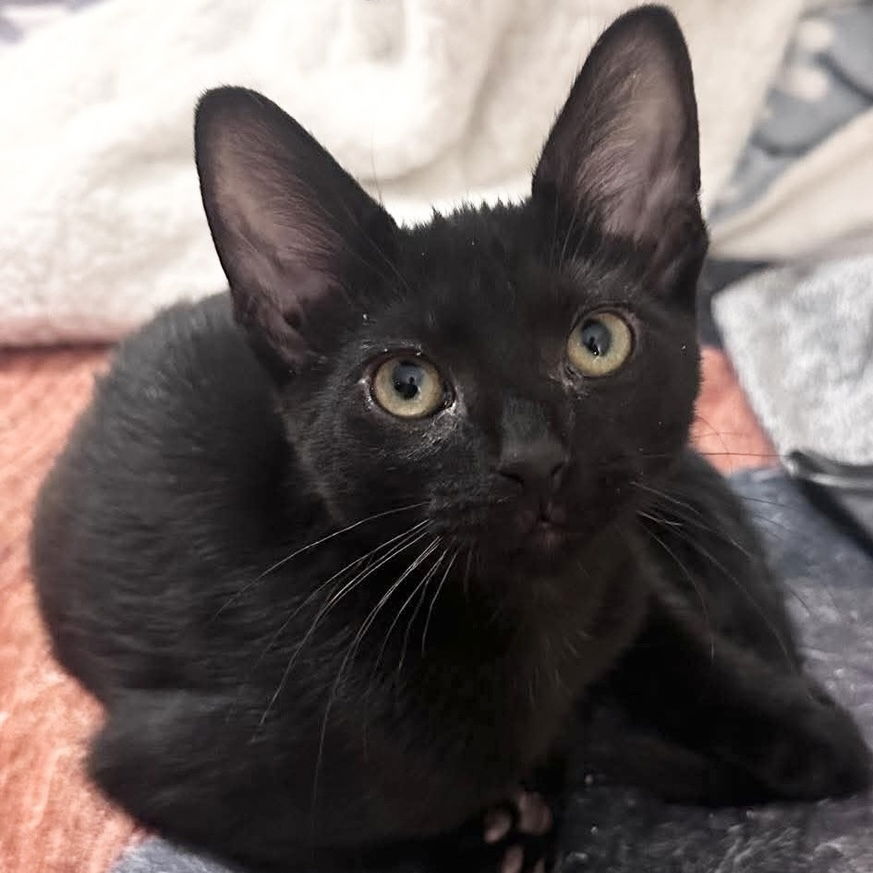adoptable Cat in Palatine, IL named Lux
