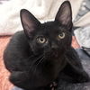 adoptable Cat in Palatine, IL named Lux