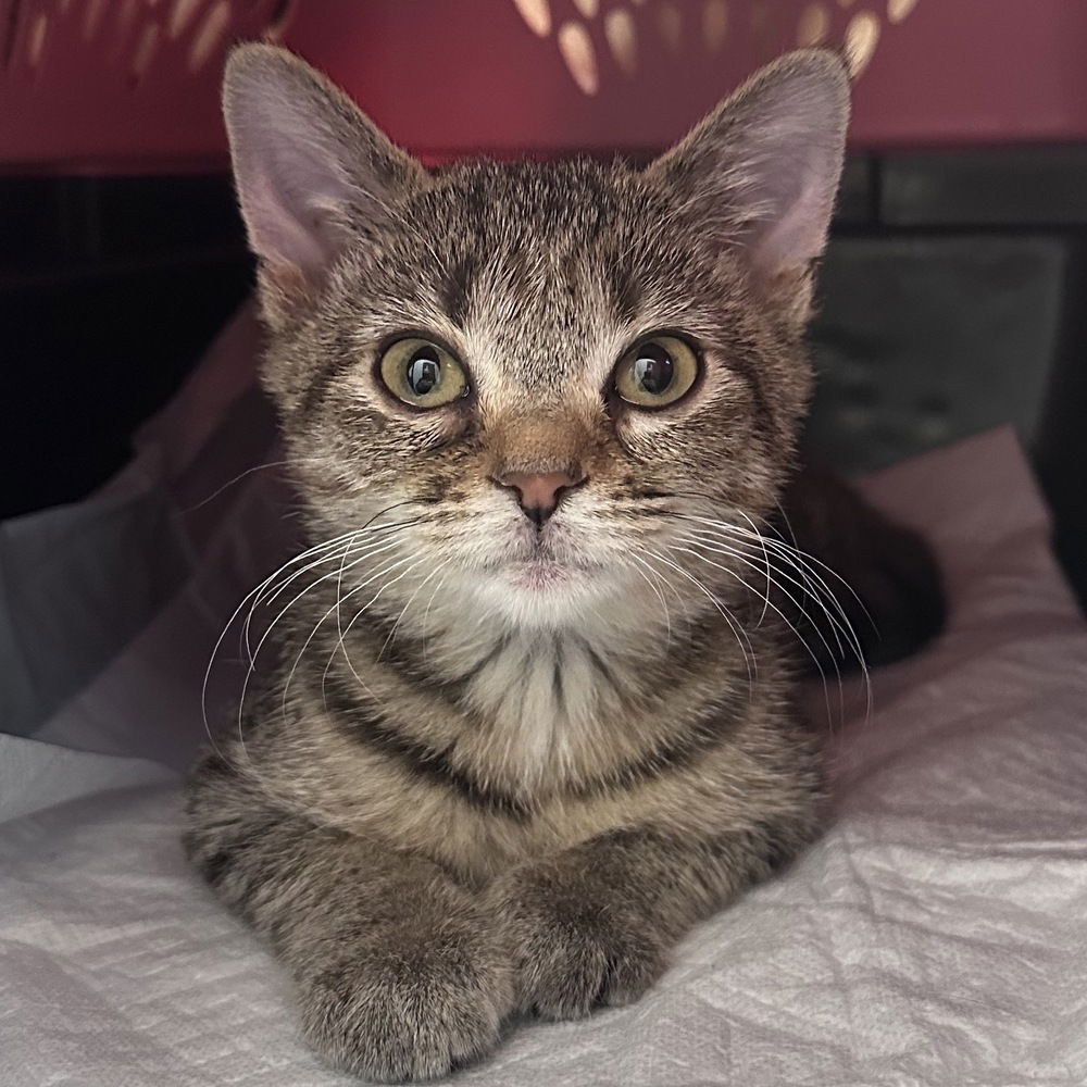 adoptable Cat in Palatine, IL named Birdie Ann