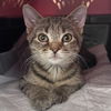 adoptable Cat in , IL named Birdie Ann