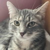 Muffin - Photo 1