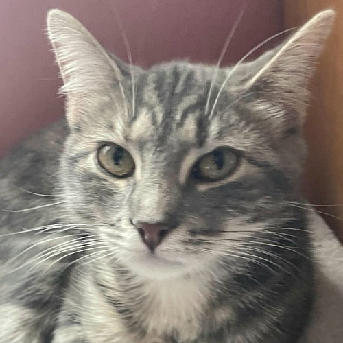 MUFFIN - Domestic Short Hair / Domestic Short Hair available for adoption