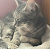 Muffin - Photo 2