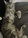 Muffin - Photo 3