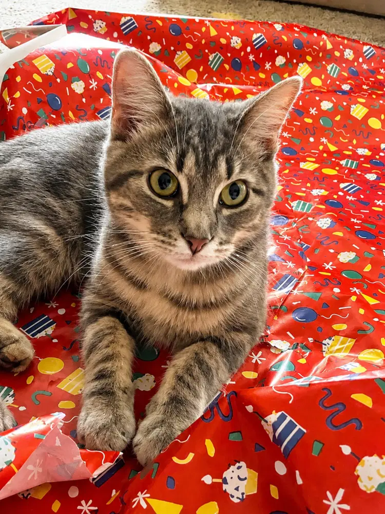 Muffin - Domestic Short Hair