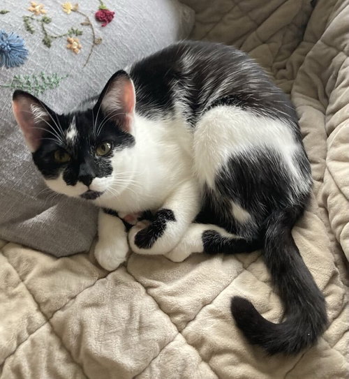 GINGER (AKA TELLY) - Domestic Short Hair available for adoption