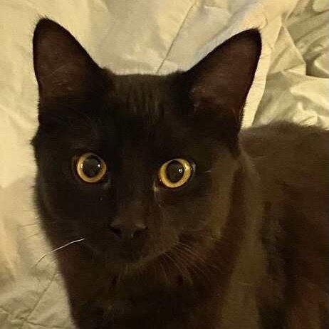 picture of the cat needing adoption