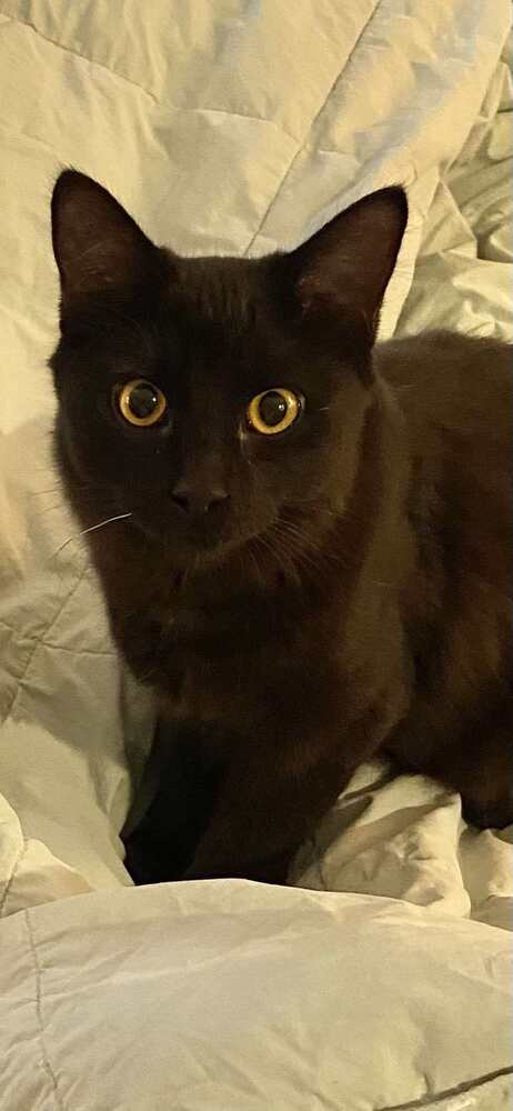 GIGI - Domestic Short Hair available for adoption