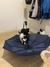 GiGi - Photo 4